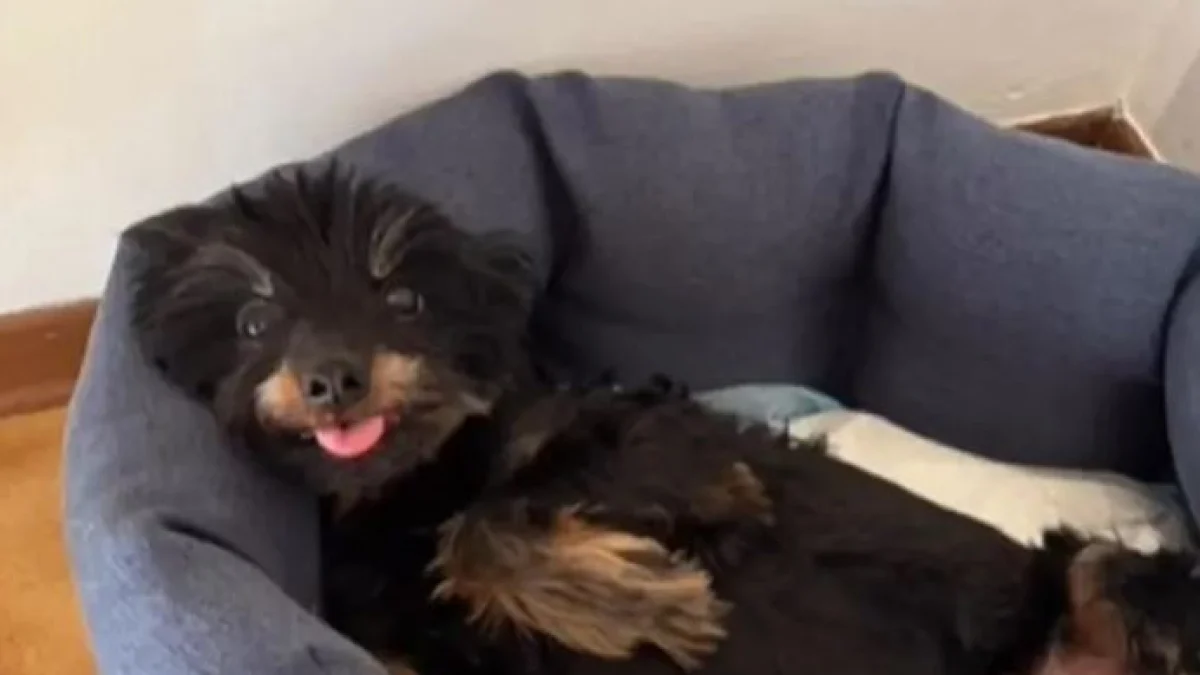 Pai lança cachorro de 4 metros por medo do filho: cão ‘Pepe’, 13 anos, morre em Udine