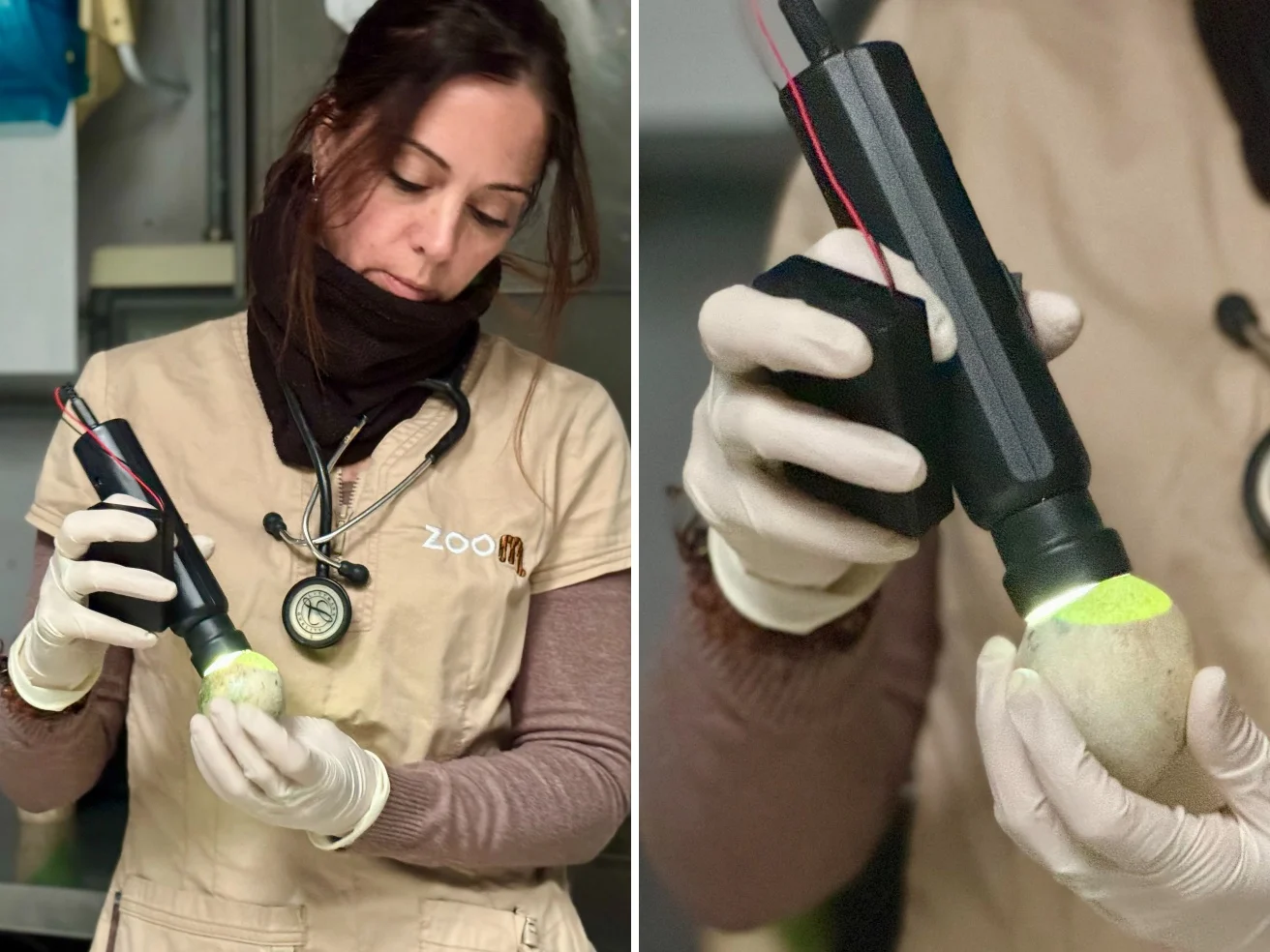 Carini e coccolosi, c'è attesa per i nuovi arrivi di pinguini africani. A Torino una delle più grandi colonie d'Europa — corriere.it