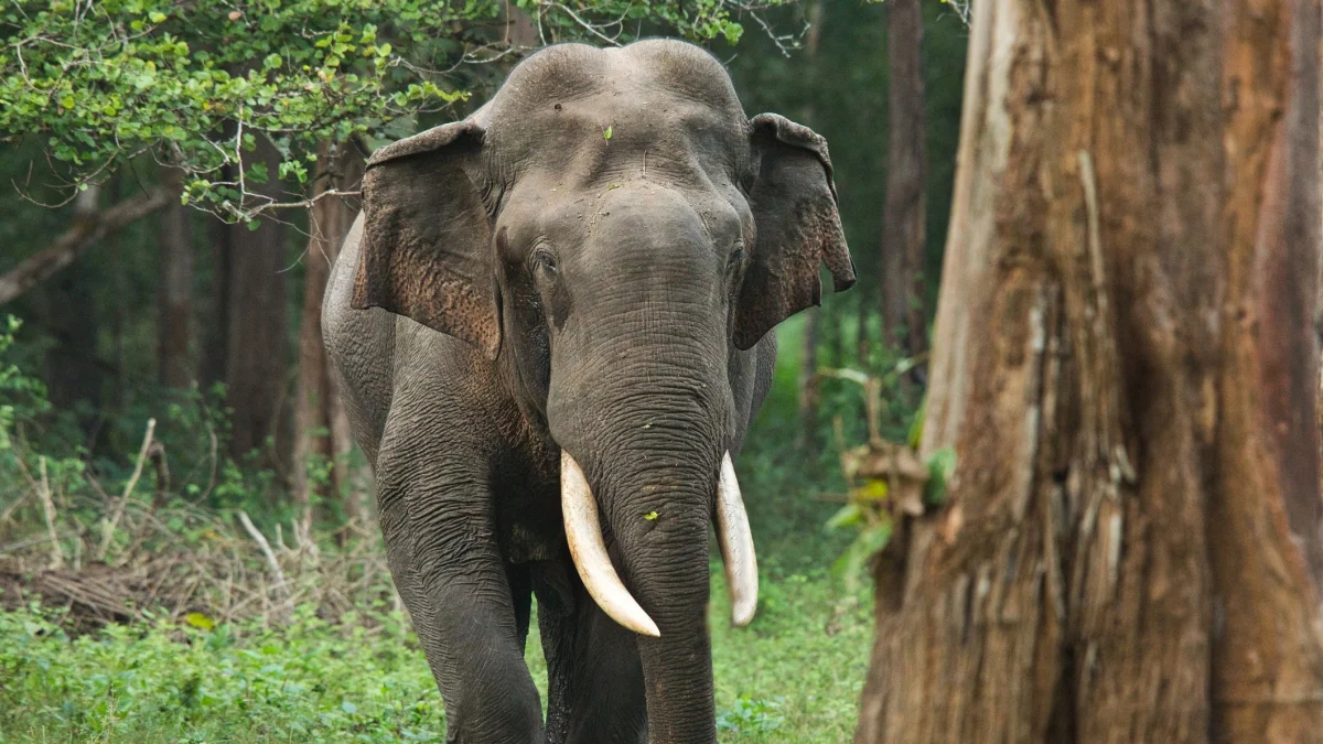 Caçada com homens e drones busca elefante que matou mais de 20 pessoas em Jharkhand; animal está em 'musth'