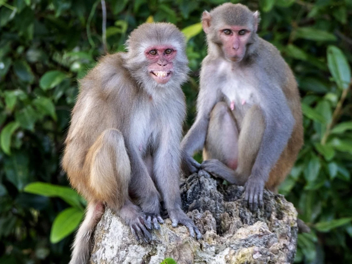 Comportamentos homoafetivos em primatas fortalecem vínculos e ajudam a enfrentar estresse, predadores e escassez