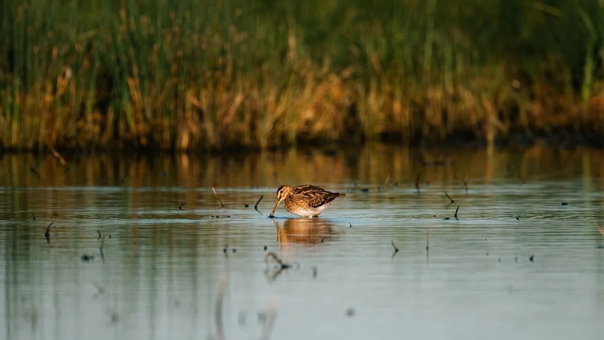 Federcaccia rejeita alteração dos calendários de caça: 'Antecipação das migrações não está comprovada'