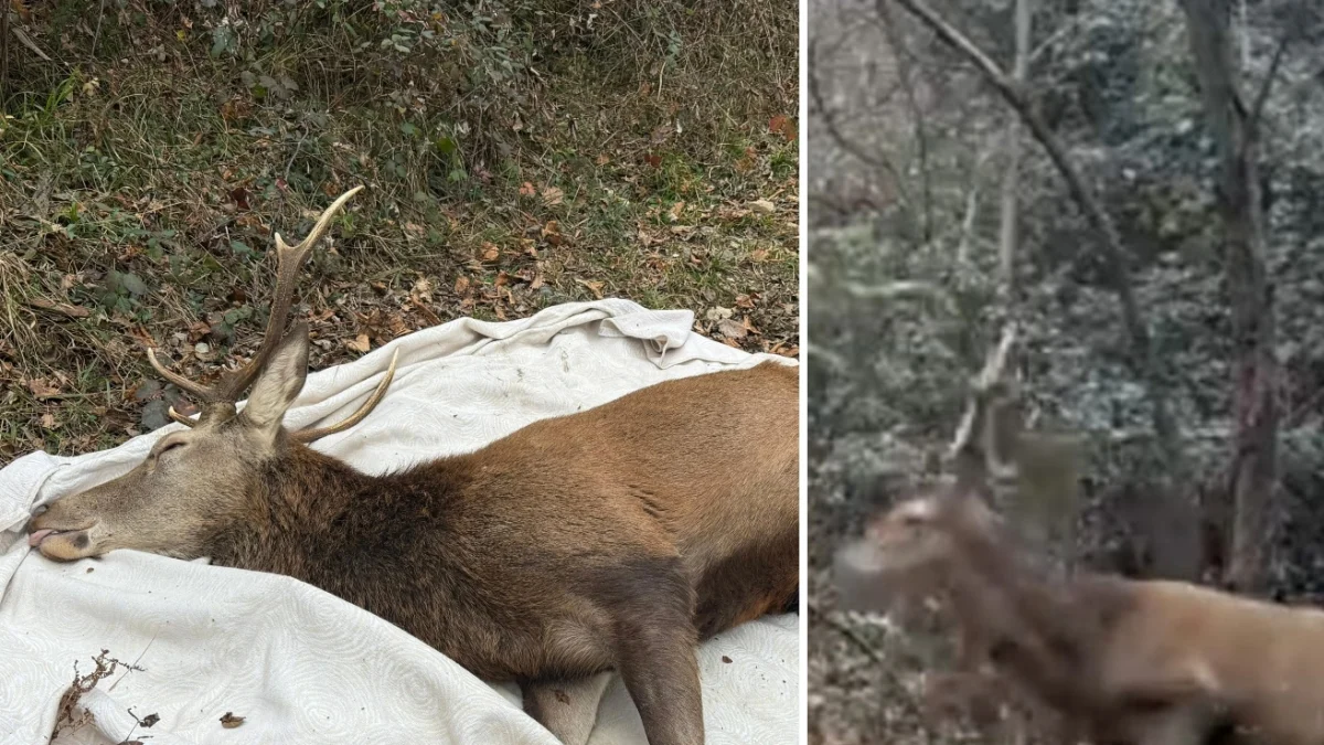 Cervo assustado por fogos é resgatado em cidade da Brianza e devolvido à natureza