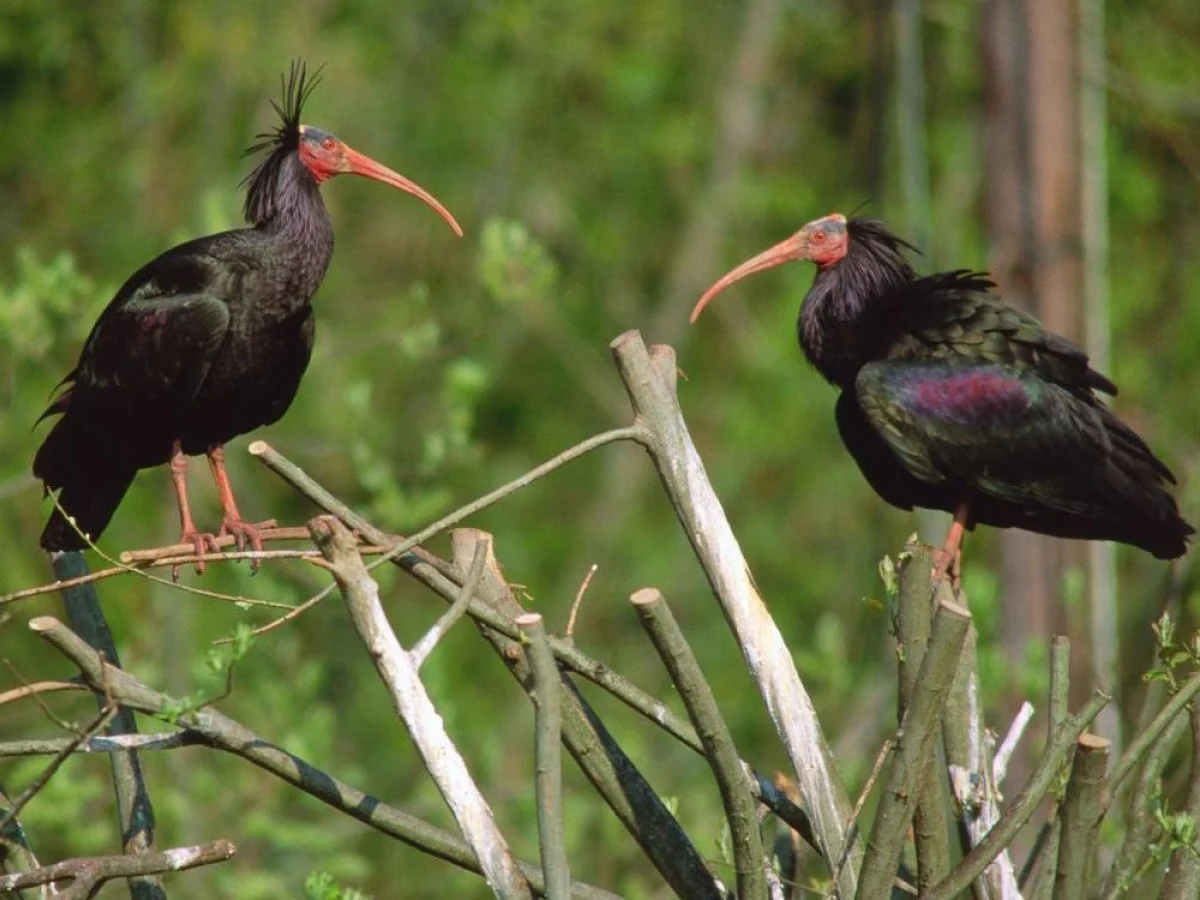 Íbis-eremita baleado na região de Penne (Abruzzo): resgate, cirurgia e incerteza sobre recuperação