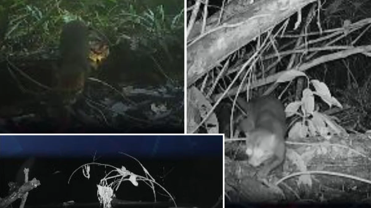 Gato de cabeça achatada filmado em Borneo: avistamento reacende alerta pela conservação