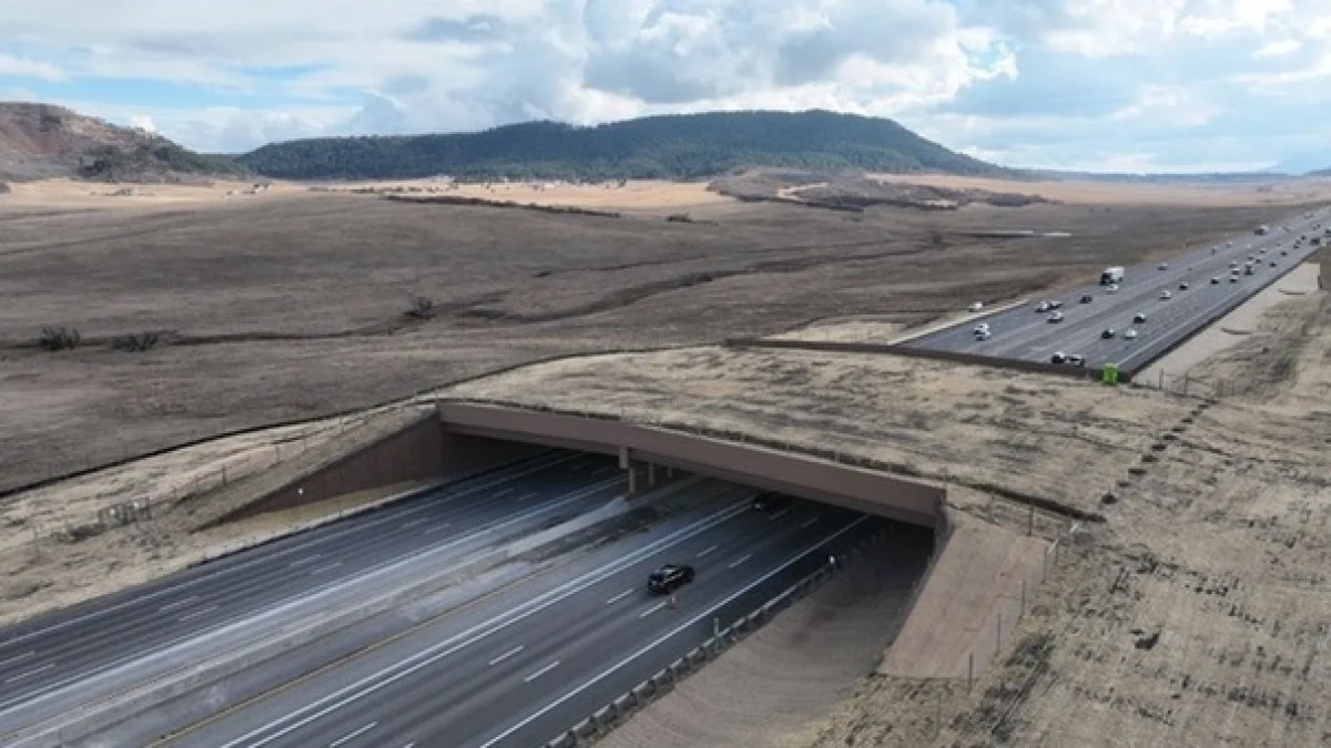 Greenland Wildlife Overpass: o maior ponte para animais do mundo inaugura no Colorado e reduz colisões em até 90%