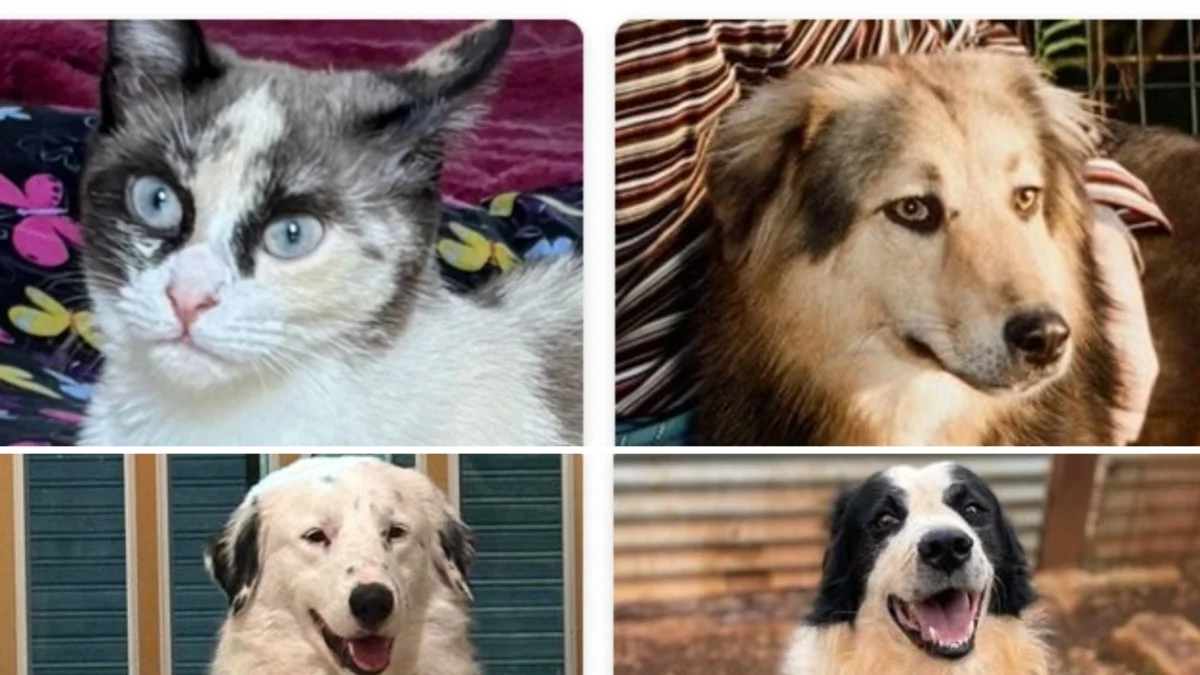 Por que adotar cães e gatos logo após as festas é um gesto responsável e transformador