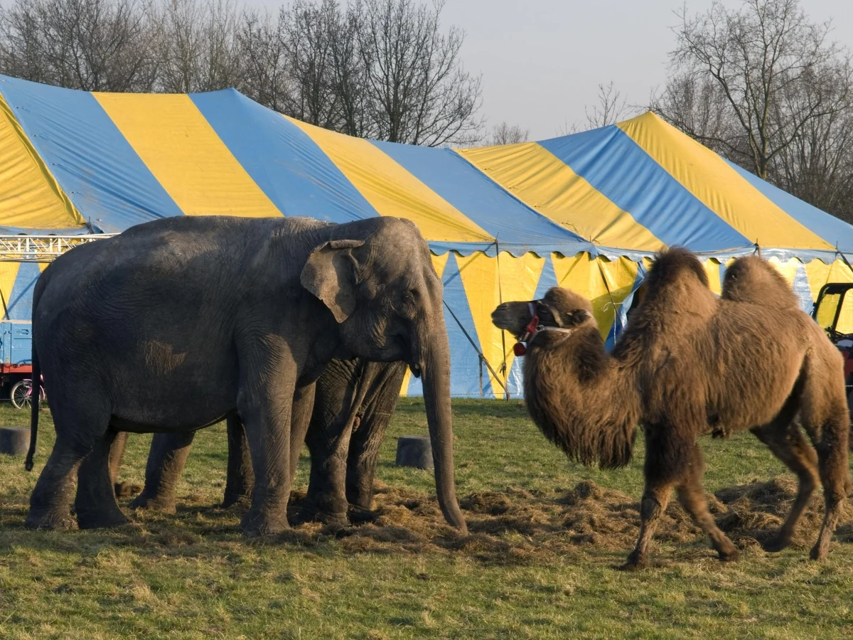 Prefeito de Bacoli barra circo com animais, multa por cartazes e usa verba para ajudar animais de rua