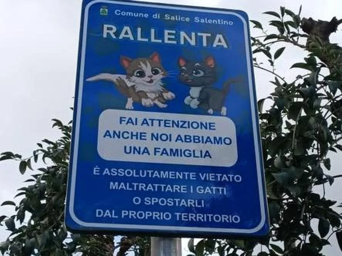 Salice Salentino instala placas para proteger gatos: “Também temos família”