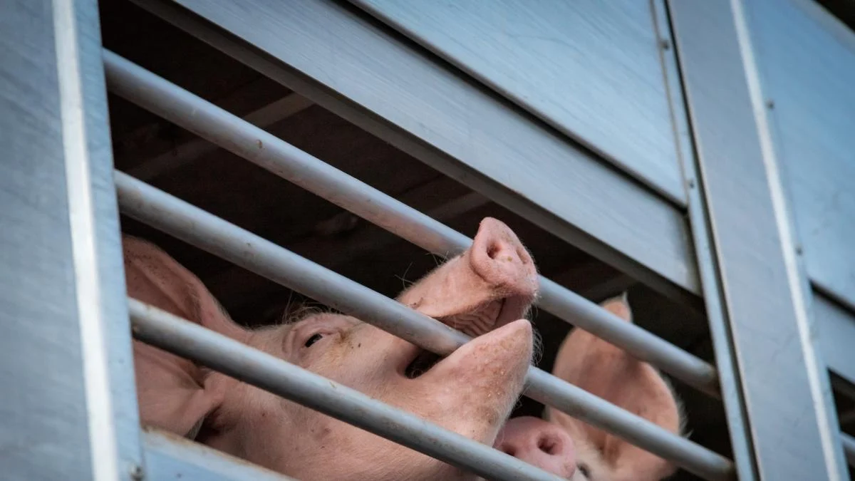 Transporte de Animais Vivos: Itália Assume Papel de Destaque na Discussão Europeia