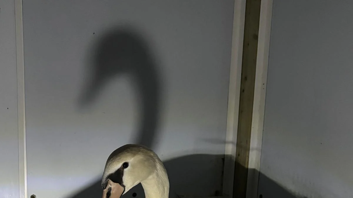 Cisne ferido na pata se recupera no CRAS de Vanzago e retoma o voo no canal da Muzza