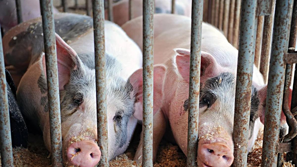 Senado aprova primeiro fundo para substituir gaiolas em criação animal na Itália