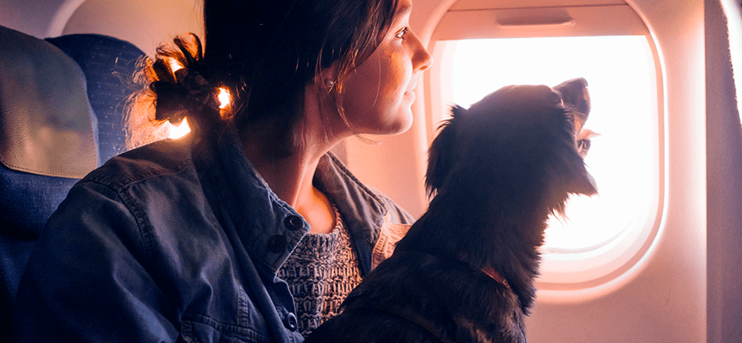 Viajar com Animal de Estimação para o Exterior: O que você precisa saber?