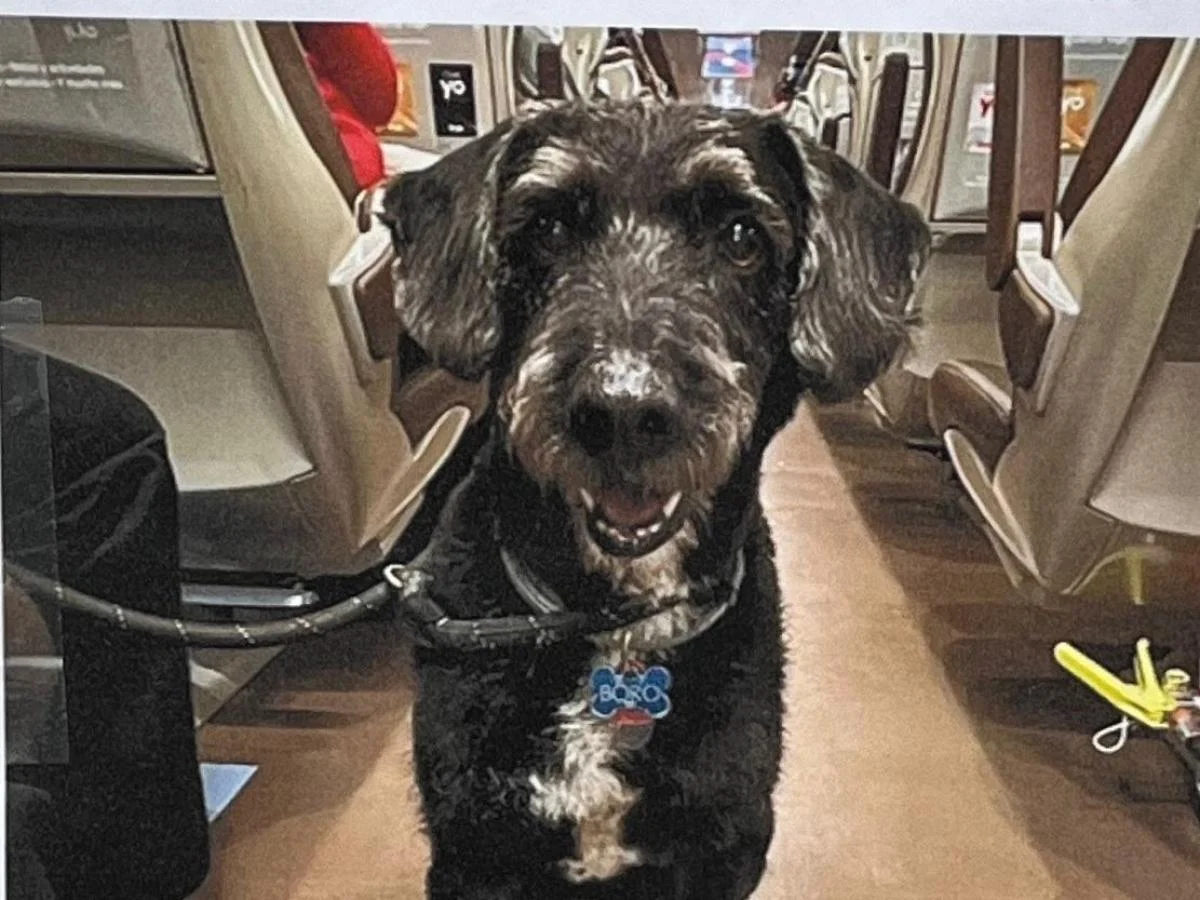Boro, o cão que fugiu após colisão de trens na Andaluzia, é encontrado: «Agora voltamos para casa»