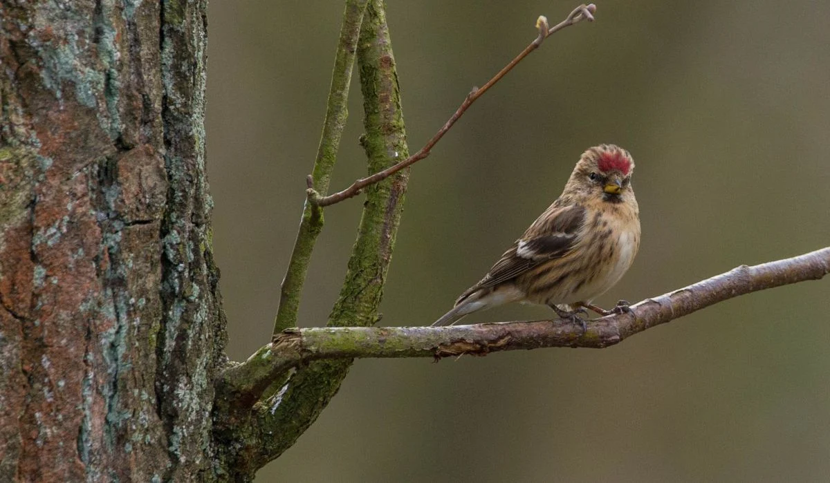 Relatório do DEFRA: a perda de biodiversidade já ameaça a segurança nacional do Reino Unido