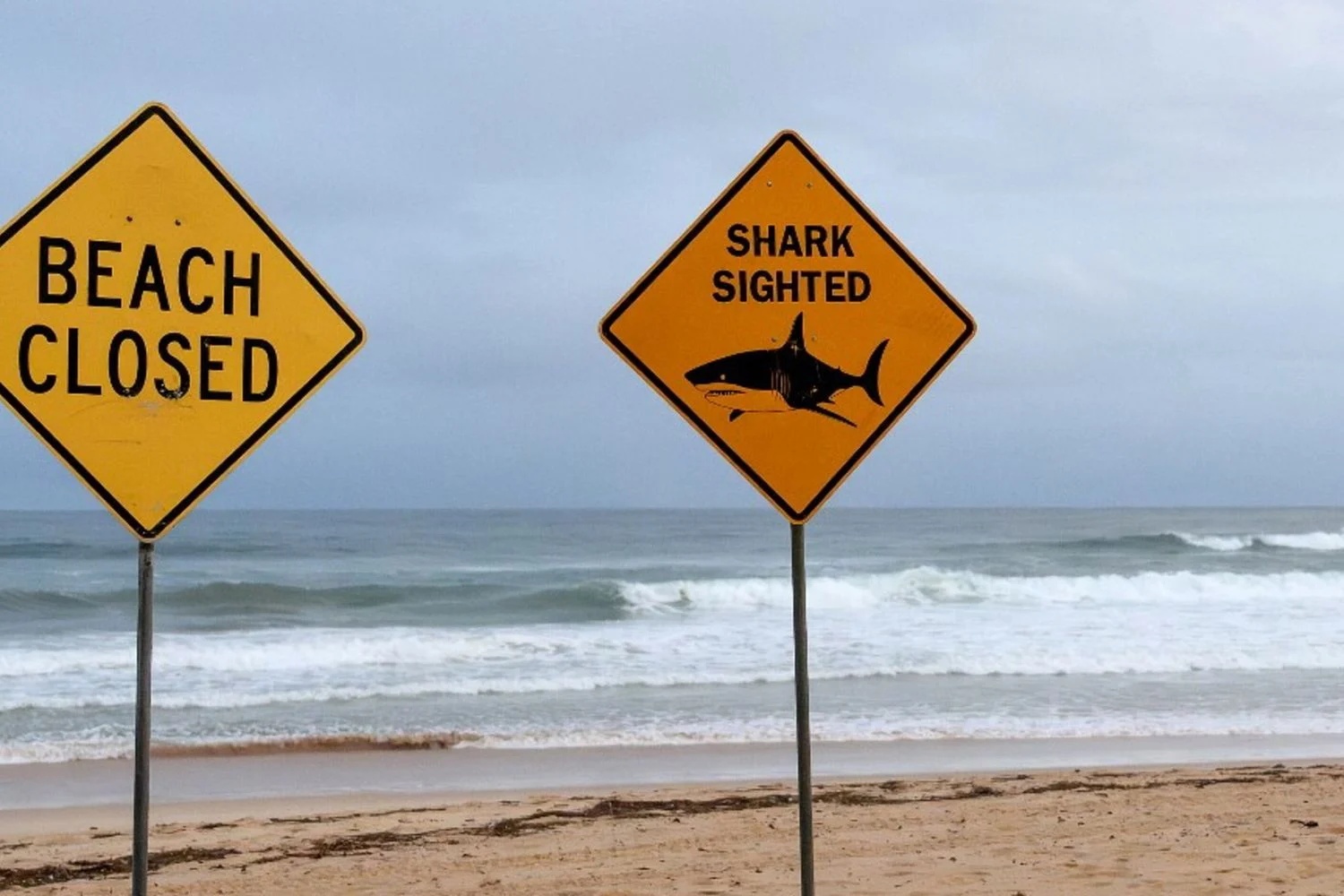 Tragédia no porto de Sydney: menino de 12 anos morre após ataque de tubarão em Vaucluse