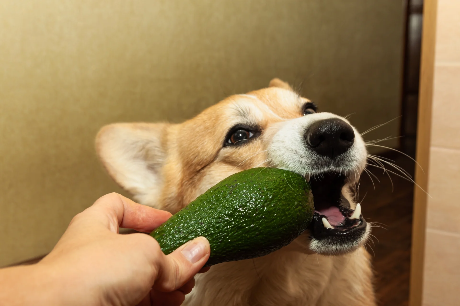 Tutti i cibi tossici e velenosi per i nostri cani. Ecco perché l'avocado è il più pericoloso. Quali evitare e cosa fare in caso di malori — corriere.it