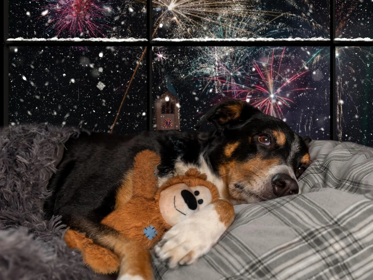 Como proteger cães e gatos dos fogos de artifício no Ano Novo: guia prático do veterinário