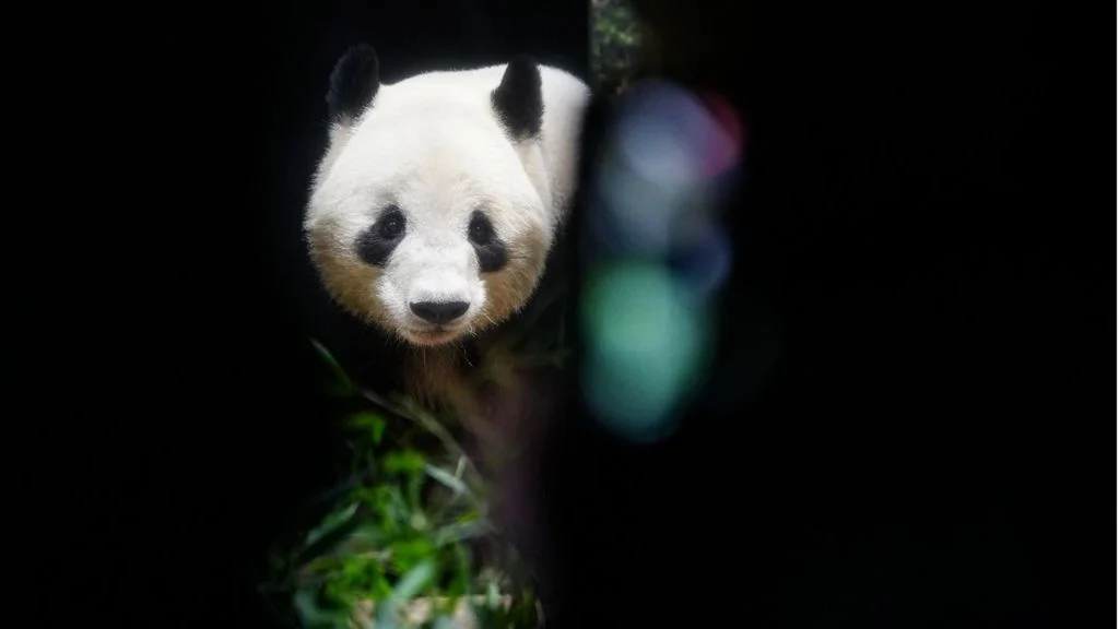 I due panda lasciano Tokyo, in crisi i rapporti Giappone-Cina — agi.it