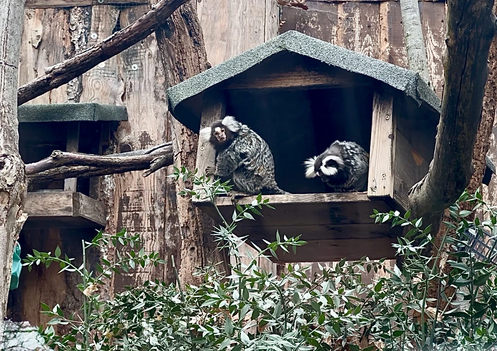 Fortunato e Lino vivranno sempre insieme: il giudice chiude il caso dell'uisitì dai pennacchi sequestrato a un trafficante — corriere.it