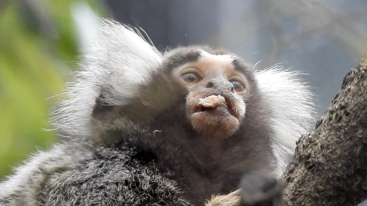 Fortunato e Lino: uistitís resgatados viverão juntos para sempre no Parque Natura Viva
