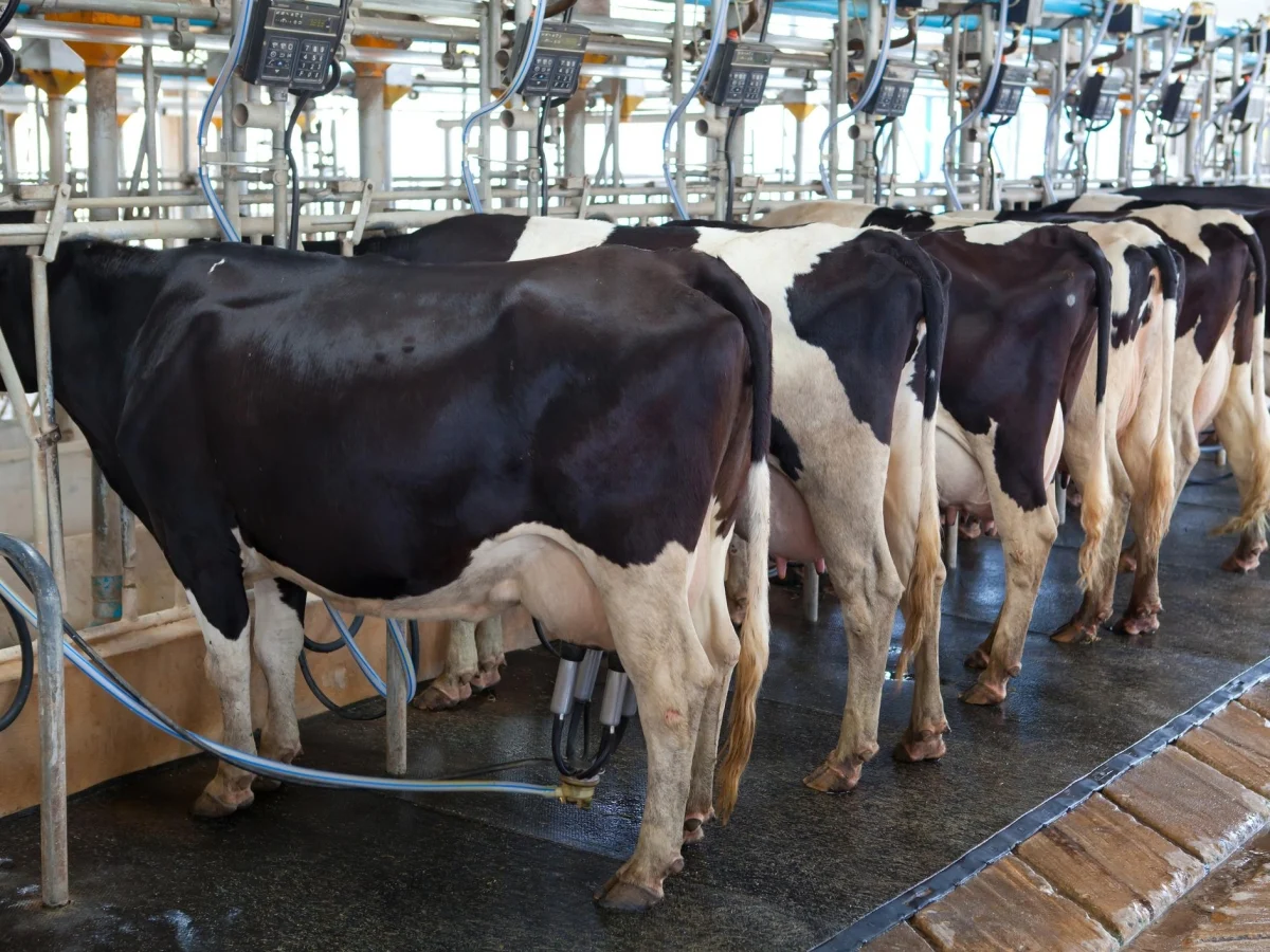 Meet Free Week: WWF lança semana sem carne para estimular uma agricultura mais sustentável