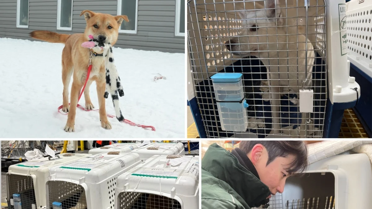 16 cães resgatados de criação para carne na Coreia do Sul encontram abrigo e esperanças no Canadá