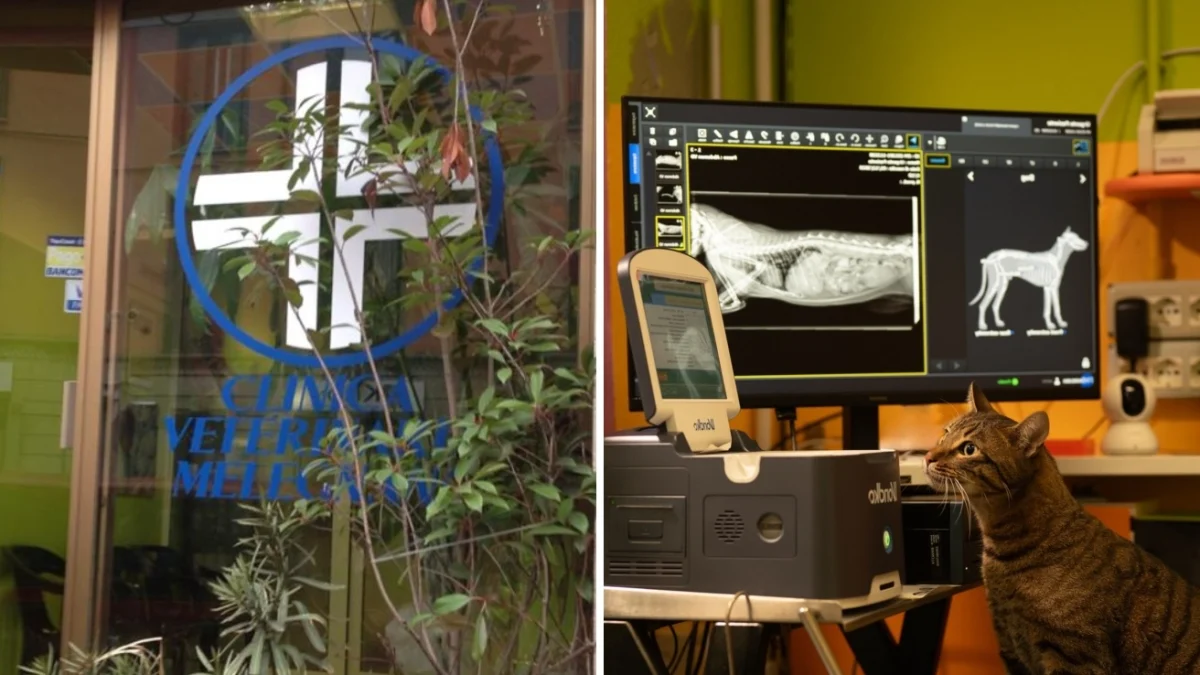 Reabram a Clínica Veterinária de Melegnano: donos de gatos pedem o retorno do centro que salvava vidas