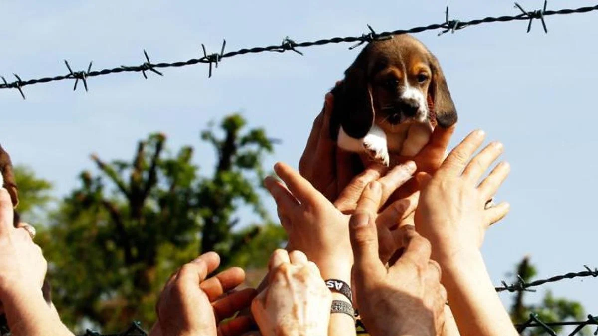 Itália registra salto de crimes contra animais: 50% dos processos arquivados, alerta relatório