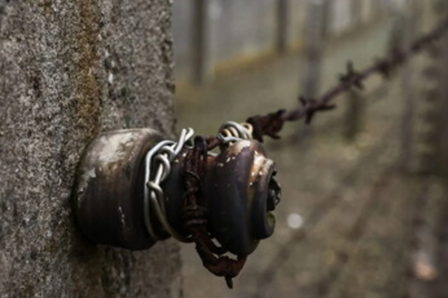 Holocausto: teste de DNA revela mais de 50 parentes sobreviventes e reconstrói laços familiares