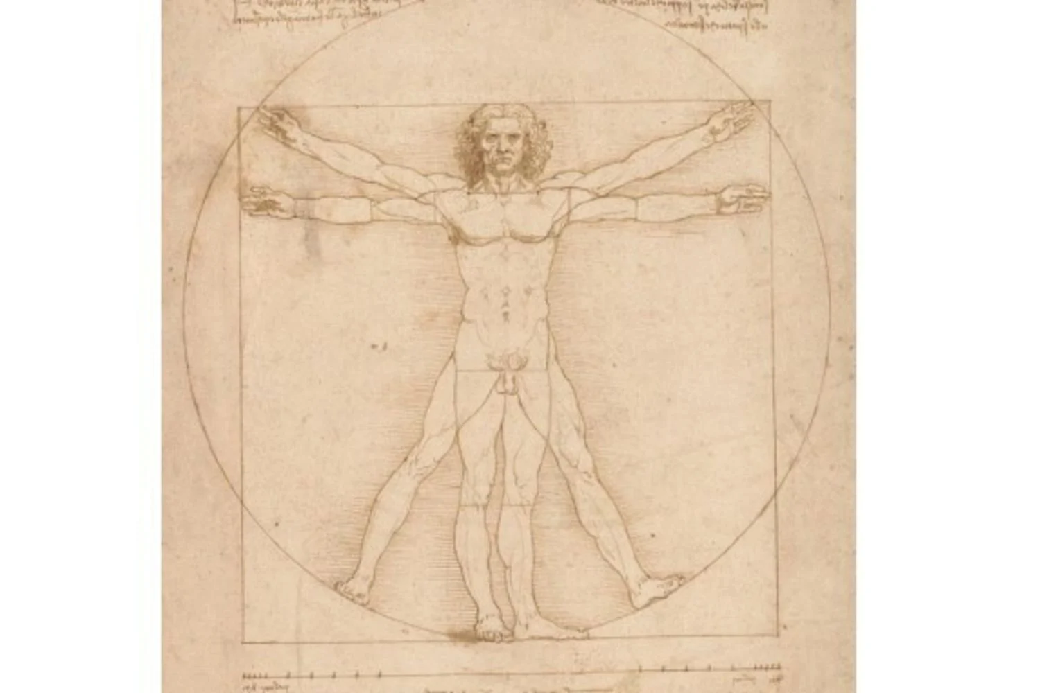 Descoberta a grade matemática por trás do Homem Vitruviano de Leonardo