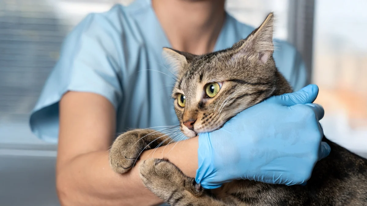 GS-441524 liberado em farmácias: novo alento contra a Peritonite Infetiva Felina na Itália