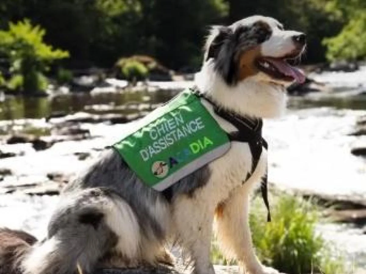Cães sentinela do diabetes e companheiros de idosos: como o laço com animais virou cuidado premiado