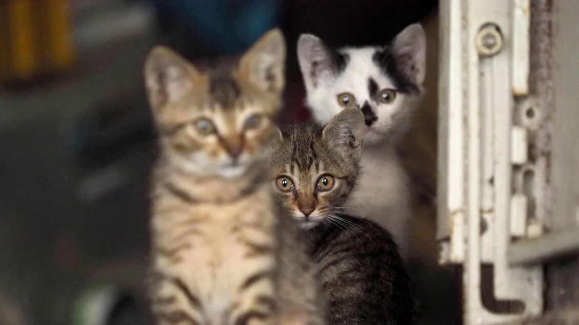 Gemmato: GS-441524 volta a ficar disponível nas farmácias para tratar a peritonite felina (PIF)