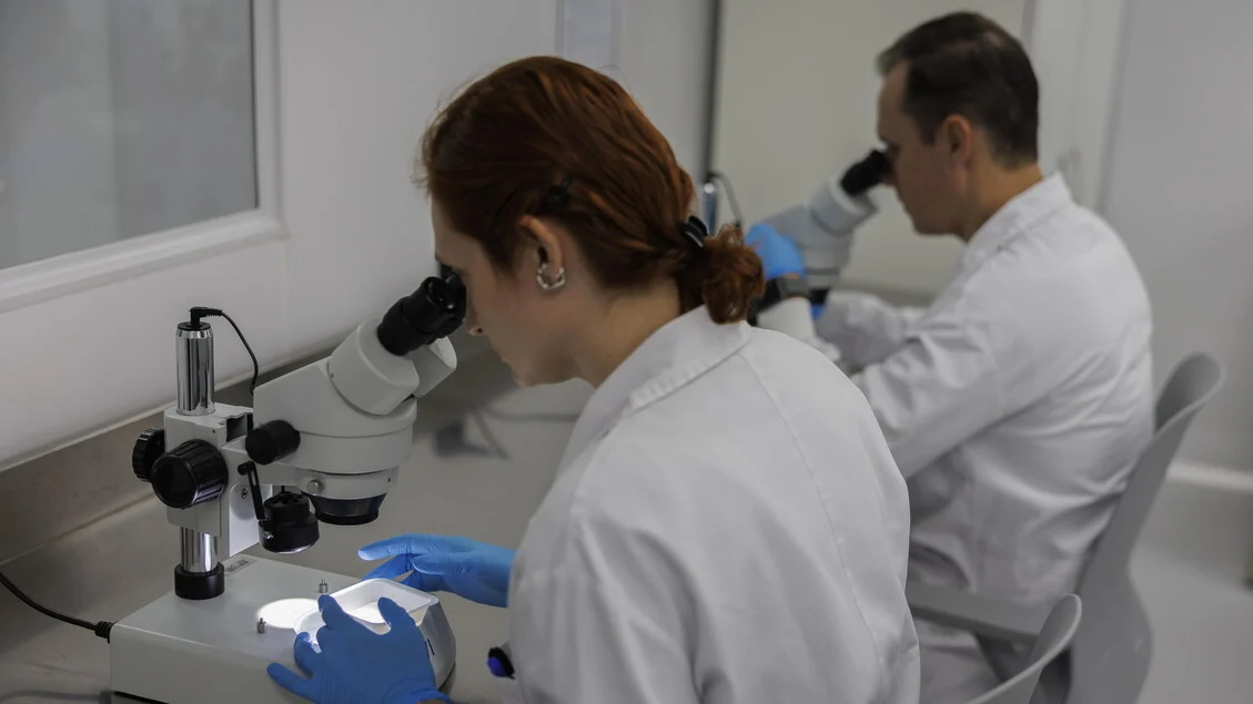 Transplante de microbiota fecal potencializa imunoterapia em tumor de rim avançado, diz estudo