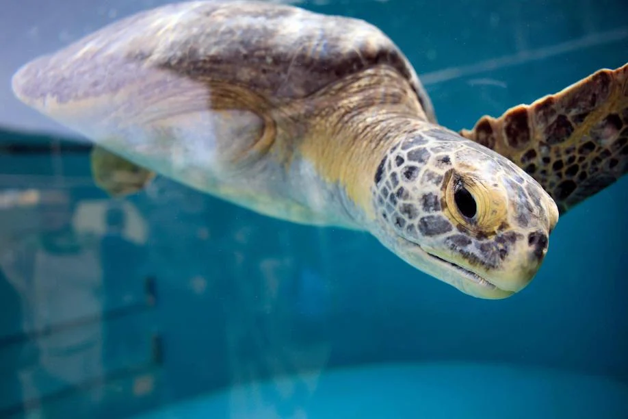 La pinna amputata non ferma Porkchop: la tartaruga verde si allena per tornare a nuotare libera con le altre tre — corriere.it