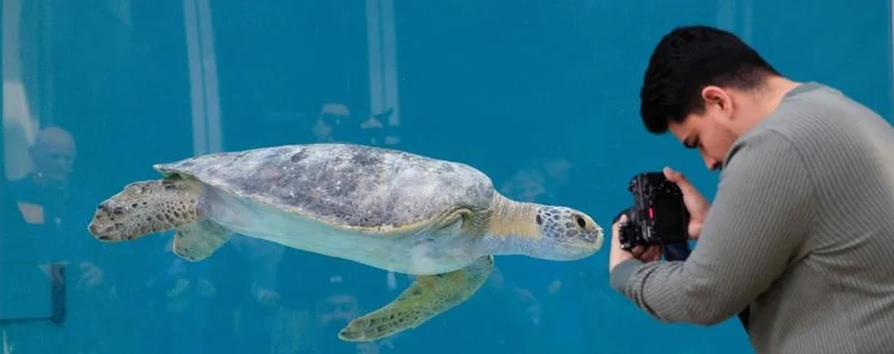 La pinna amputata non ferma Porkchop: la tartaruga verde si allena per tornare a nuotare libera con le altre tre — corriere.it