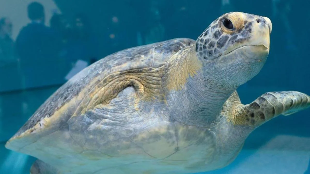 Porkchop: a tartaruga verde que perdeu uma nadadeira e treina para reencontrar a liberdade em Long Beach