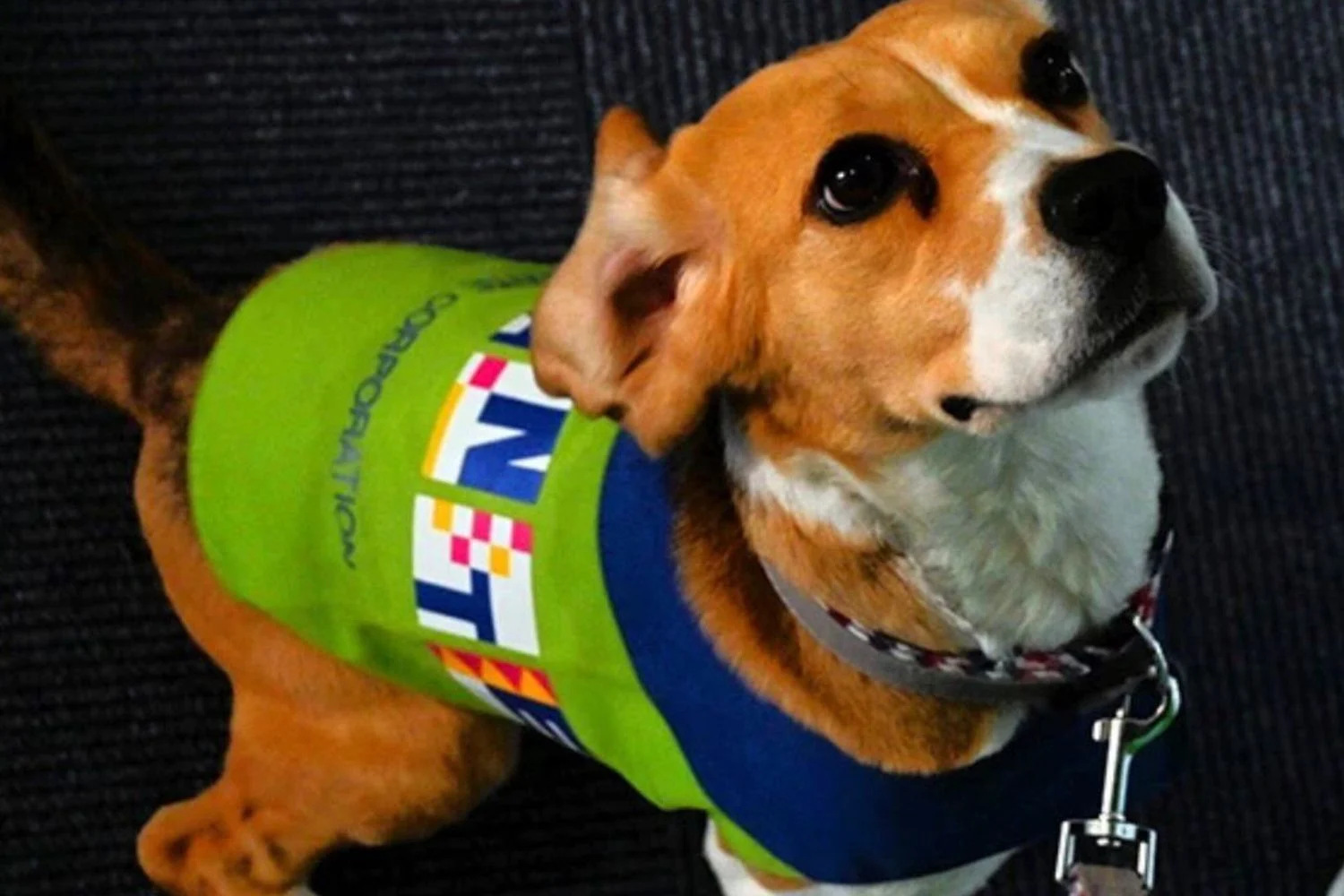 Japão mobiliza cães farejadores contra explosão de percevejos de cama em hotéis