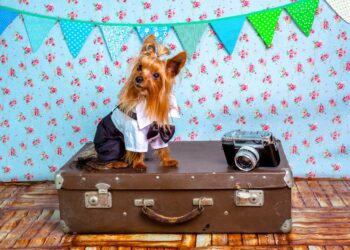 dog, suit, animals suit