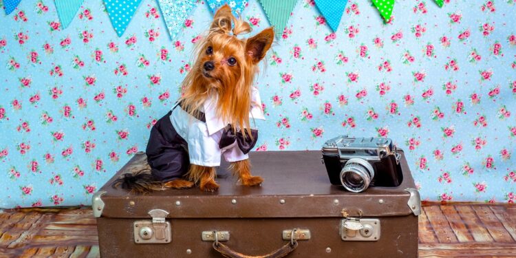 dog, suit, animals suit