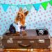 dog, suit, animals suit