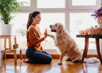 Anagrafe Animali d’Affezione: O que é e como funciona