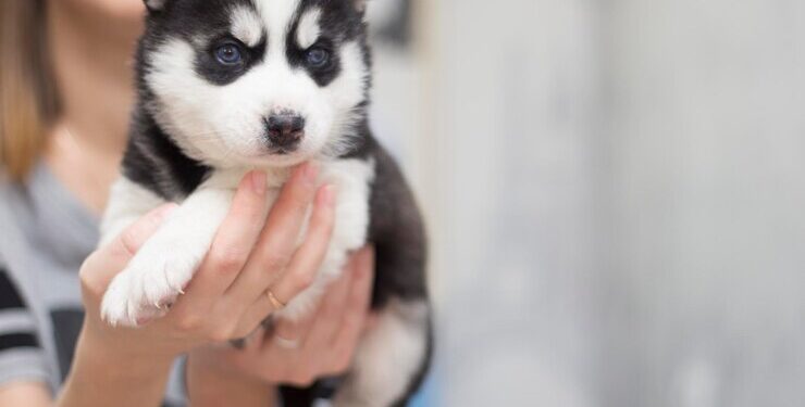 Anagrafe Animali d’Affezione: O que é e como funciona