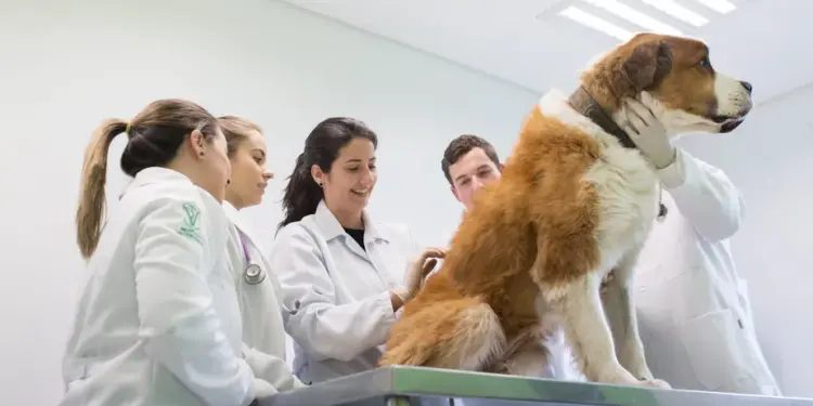 Anagrafe Animali d’Affezione: O que é e como funciona