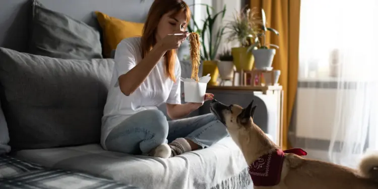 Macarrão e Cães: Um Guia Completo para Donos Responsáveis