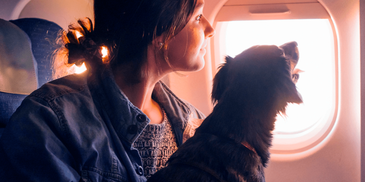 Viajar com Animal de Estimação para o Exterior: O que você precisa saber?