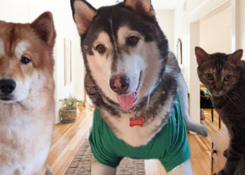 Dois Huskys e um Gato: Como Aluguei um Apartamento na Itália