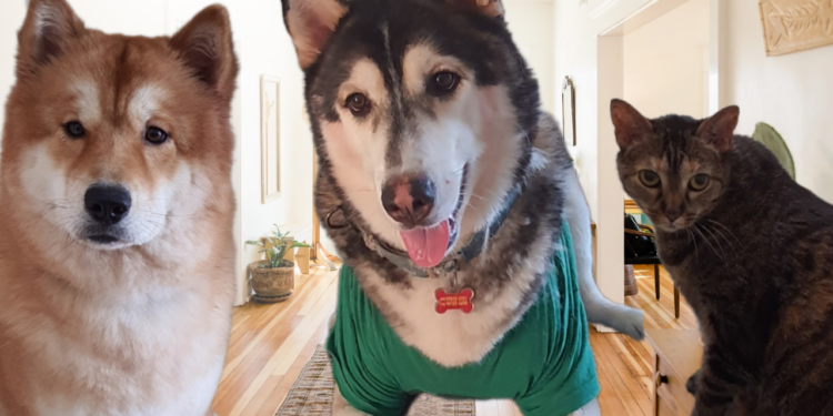 Dois Huskys e um Gato: Como Aluguei um Apartamento na Itália