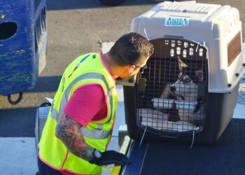 Viajando com seu Pet de Estimação para Itália