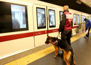 ItaloTreno: Como Viajar com Seu Pet